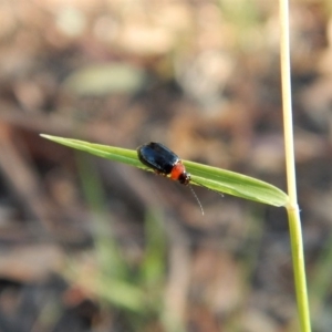 Adoxia benallae at Cook, ACT - 22 Jan 2019