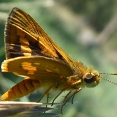 Ocybadistes walkeri (Green Grass-dart) at Stromlo, ACT - 21 Jan 2019 by Christine