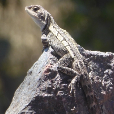 Amphibolurus muricatus (Jacky Lizard) at Cotter River, ACT - 21 Jan 2019 by Christine