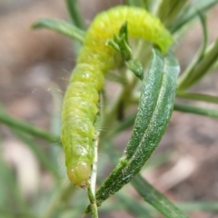 Lepidoptera unclassified IMMATURE (caterpillar or pupa or cocoon) at Cotter River, ACT - 21 Jan 2019 by Christine