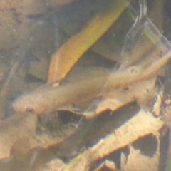 Galaxias olidus (Mountain Galaxias) at Cotter River, ACT - 21 Jan 2019 by Christine