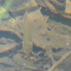 Galaxias olidus at Cotter River, ACT - 21 Jan 2019