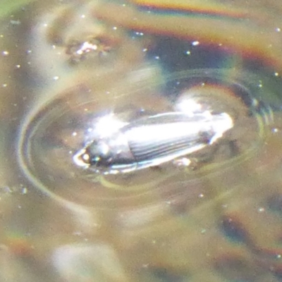 Gyrinidae sp. (family) (Unidentified whirligig beetle) at Cotter River, ACT - 21 Jan 2019 by Christine