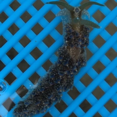 Baeolidia australis (Southern Baeolidia) at Surf Beach, NSW - 22 Dec 2018 by Chelleyoz