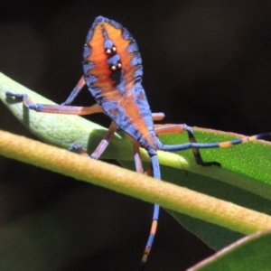 Amorbus sp. (genus) at Ainslie, ACT - 22 Jan 2019 12:55 PM