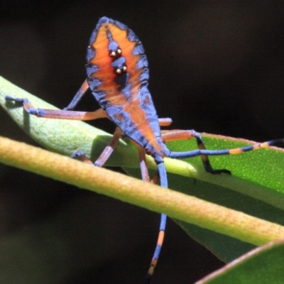 Amorbus sp. (genus) (Eucalyptus Tip bug) at Ainslie, ACT - 22 Jan 2019 by jbromilow50