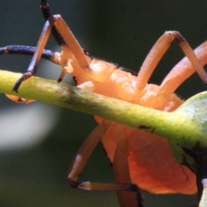 Amorbus sp. (genus) at Ainslie, ACT - 22 Jan 2019