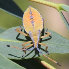 Amorbus sp. (genus) at Ainslie, ACT - 22 Jan 2019