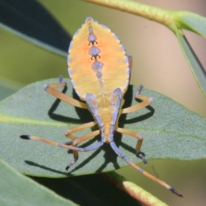 Amorbus sp. (genus) at Ainslie, ACT - 22 Jan 2019