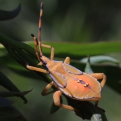 Amorbus sp. (genus) at Ainslie, ACT - 22 Jan 2019