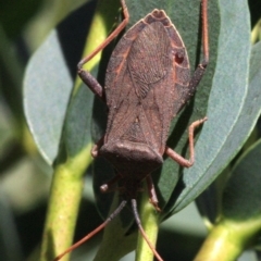 Amorbus sp. (genus) (Eucalyptus Tip bug) at Ainslie, ACT - 22 Jan 2019 by jbromilow50