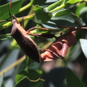 Amorbus sp. (genus) at Ainslie, ACT - 22 Jan 2019 02:35 PM