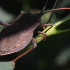 Amorbus sp. (genus) at Ainslie, ACT - 22 Jan 2019 02:35 PM