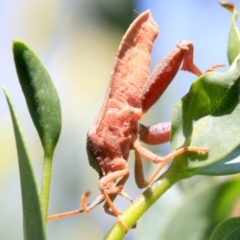 Amorbus sp. (genus) at Ainslie, ACT - 22 Jan 2019 02:35 PM