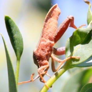 Amorbus sp. (genus) at Ainslie, ACT - 22 Jan 2019