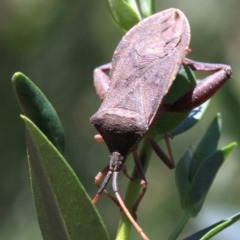 Amorbus sp. (genus) at Ainslie, ACT - 22 Jan 2019 02:35 PM