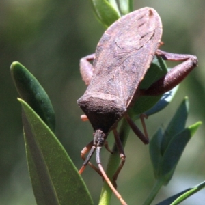 Amorbus sp. (genus) at Ainslie, ACT - 22 Jan 2019 02:35 PM