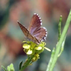 Theclinesthes serpentata (Saltbush Blue) at Hoover Reserve - 20 Jan 2019 by RodDeb