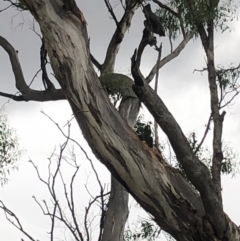 Callocephalon fimbriatum (Gang-gang Cockatoo) at Red Hill, ACT - 17 Jan 2019 by Thehappywanderer