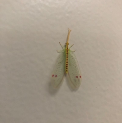 Norfolius howensis (Diamond-banded Nymphid) at Deakin, ACT - 6 Jan 2019 by The_happy_wanderer