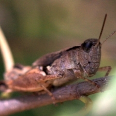 Phaulacridium vittatum (Wingless Grasshopper) at Ainslie, ACT - 22 Jan 2019 by jbromilow50