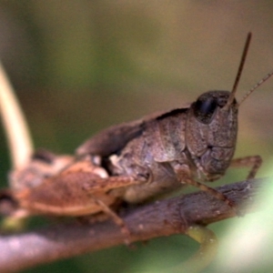 Phaulacridium vittatum at Ainslie, ACT - 22 Jan 2019