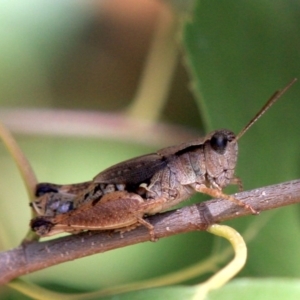 Phaulacridium vittatum at Ainslie, ACT - 22 Jan 2019