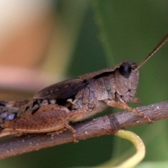 Phaulacridium vittatum at Ainslie, ACT - 22 Jan 2019