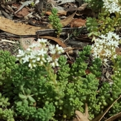 Sedum album (White Stonecrop) at Tuggeranong DC, ACT - 19 Jan 2019 by Mike