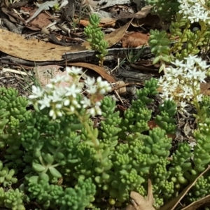 Sedum album at Tuggeranong DC, ACT - 20 Jan 2019