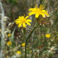 Chondrilla juncea (Skeleton Weed) at Isaacs Ridge - 20 Jan 2019 by Mike