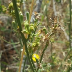 Chondrilla juncea at Tuggeranong DC, ACT - 20 Jan 2019