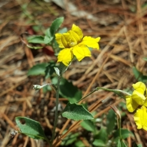 Goodenia hederacea subsp. hederacea at Jerrabomberra, ACT - 20 Jan 2019