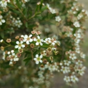 Baeckea utilis at Tuggeranong DC, ACT - 20 Jan 2019 09:39 AM