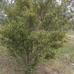 Baeckea utilis at Tuggeranong DC, ACT - 20 Jan 2019 09:39 AM