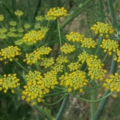 Foeniculum vulgare (Fennel) at Isaacs Ridge - 19 Jan 2019 by Mike