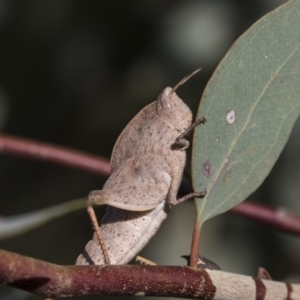 Goniaea australasiae at Dunlop, ACT - 19 Jan 2019