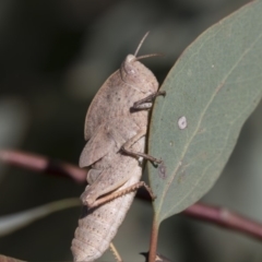 Goniaea australasiae at Dunlop, ACT - 19 Jan 2019 09:26 AM