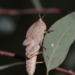 Goniaea australasiae at Dunlop, ACT - 19 Jan 2019 09:26 AM