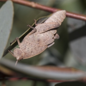 Goniaea australasiae at Dunlop, ACT - 19 Jan 2019 09:26 AM