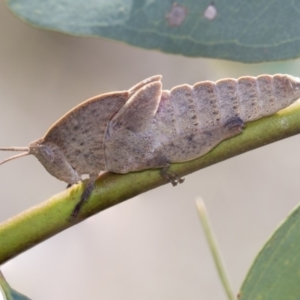 Goniaea australasiae at Dunlop, ACT - 19 Jan 2019 09:26 AM