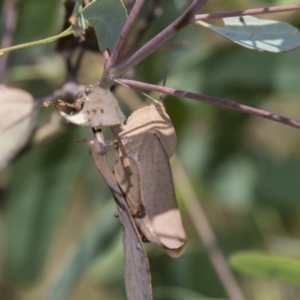 Goniaea australasiae at Hawker, ACT - 19 Jan 2019 12:15 PM