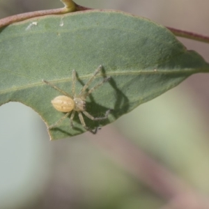 Sparassidae (family) at Dunlop, ACT - 19 Jan 2019