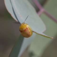 Paropsisterna fastidiosa (Eucalyptus leaf beetle) at Dunlop, ACT - 18 Jan 2019 by Alison Milton