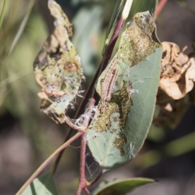 Oecophoridae (family) (Unidentified Oecophorid concealer moth) at Dunlop, ACT - 18 Jan 2019 by AlisonMilton