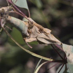 Oecophoridae (family) at Dunlop, ACT - 19 Jan 2019