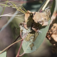 Oecophoridae (family) at Dunlop, ACT - 19 Jan 2019