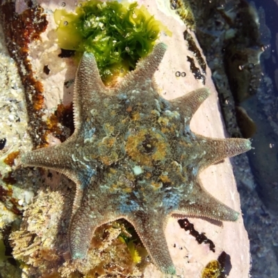 Meridiastra calcar (Eight arm Seastar) at Bawley Point, NSW - 22 Jan 2019 by GLemann