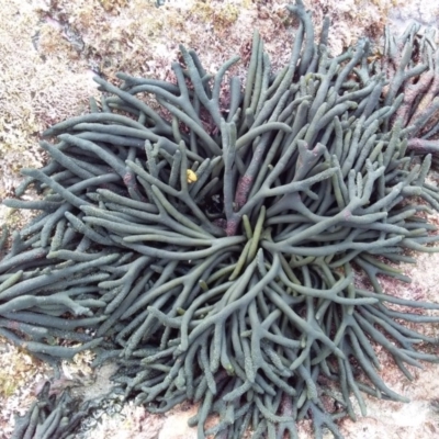 Codium fragile at Bawley Point, NSW - 22 Jan 2019 by GLemann