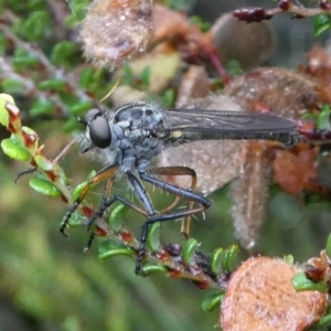 Cerdistus sp. (genus) at Cotter River, ACT - 11 Jan 2019